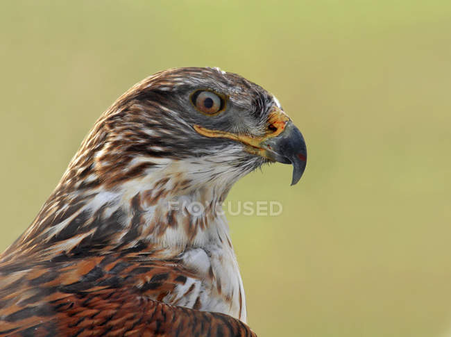 Ferruginous hawk sitting outdoors, portrait. — Stock Photo