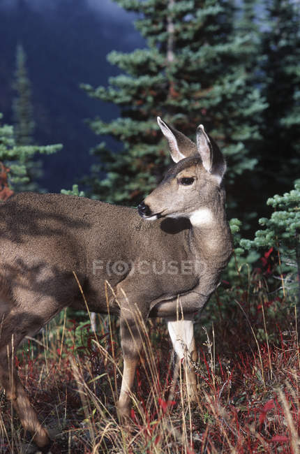 Cervos de cauda preta em pé em gramíneas — Fotografia de Stock