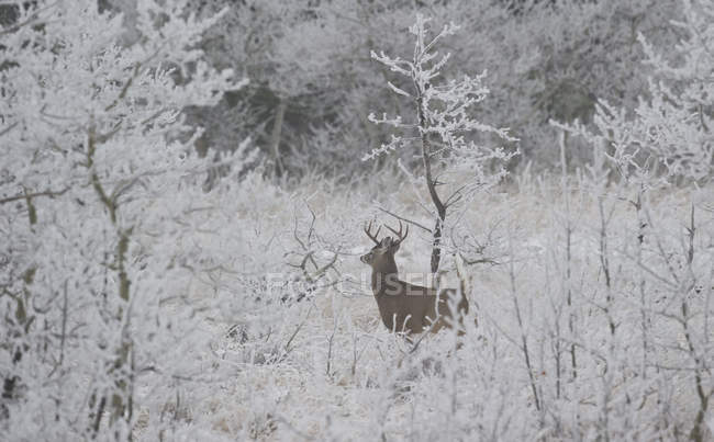 Veado de cauda branca no inverno paisagem coberta de neve — Fotografia de Stock