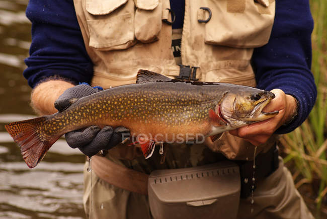 Fly fisher carrying spring brook truut in Algonquin park, Ontario, Canada - foto de stock