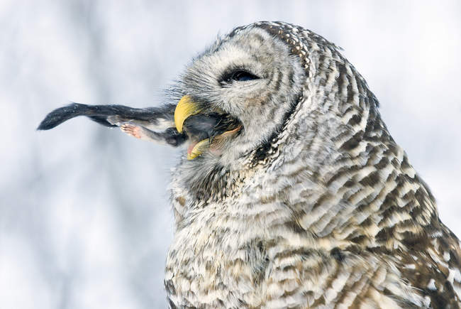Barred owl ingesting prey in beak, close-up. — Stock Photo