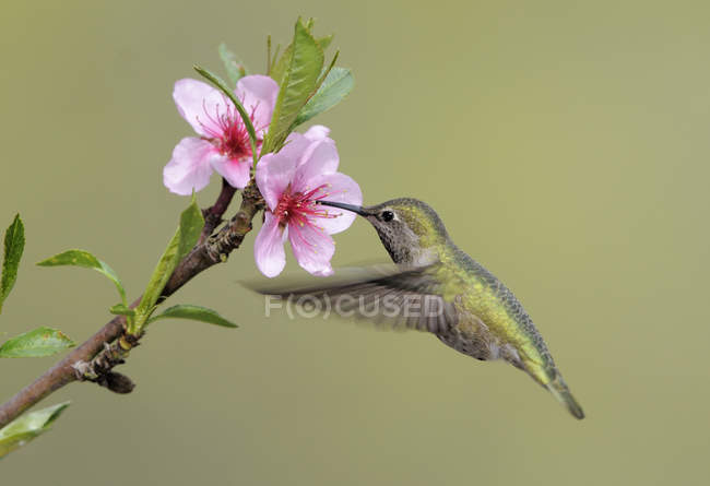 Weibchen anna Kolibri ernährt sich von Blüte, Nahaufnahme. — Stockfoto