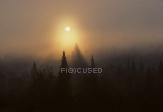 Paesaggio paesaggistico con foresta ricoperta da fitta nebbia con sole che sorge sopra gli alberi, Ontario, Canada . — Foto stock