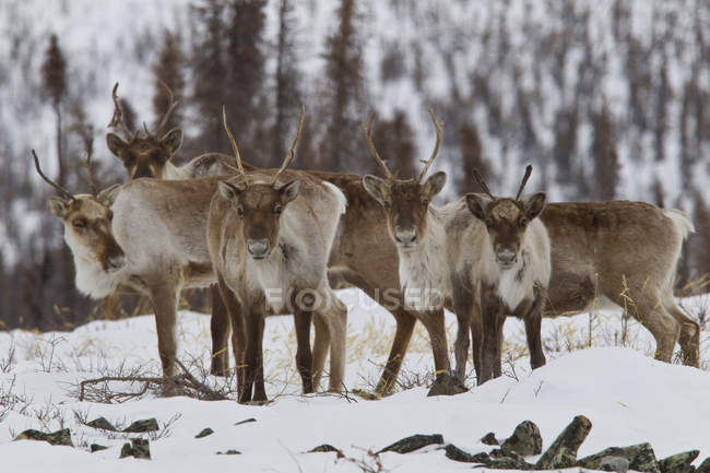 Karibus-Hirsch im verschneiten Wald, Demspter Highway, Yukon. — Stockfoto