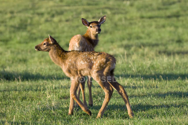 Elk calves on pasture of Jasper National Park, Canadian Rocky Mountains, Alberta, Canada — Stock Photo