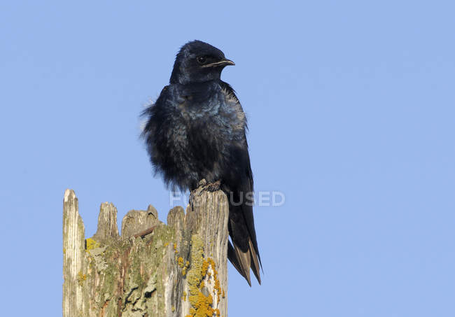 Purple martin swallow perched on wood against blue sky. — Stock Photo
