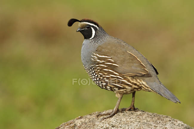 Male California quail perched on mossy rock, close-up — Stock Photo