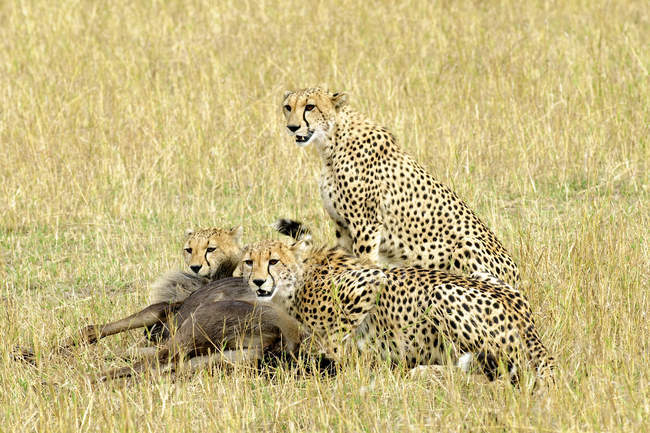 Cheetah con prede gnu nel prato della Riserva Masai Mara, Kenya, Africa Orientale — Foto stock
