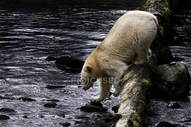 Kermode orso camminare in acqua nella foresta pluviale Great Bear della Columbia Britannica, Canada — Foto stock