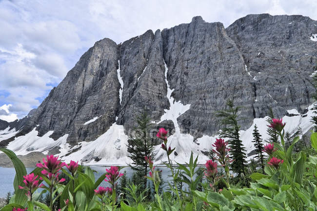 Prato con fiori selvatici pennello a Floe Lake, Kootenay National Park, Columbia Britannica, Canada — Foto stock