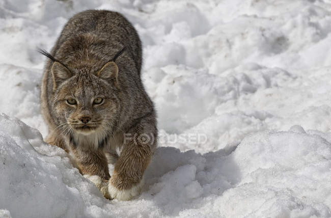 Lynx caminhando na neve em Yukon, Canadá . — Fotografia de Stock