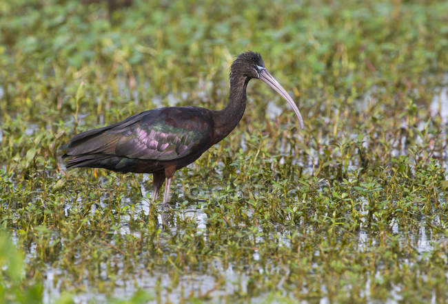 Hochglanz-Ibisse spazieren im Sumpfwasser von Feuchtgebieten. — Stockfoto