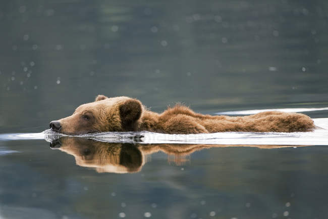 Медведь-гризли плавает в речной воде . — стоковое фото