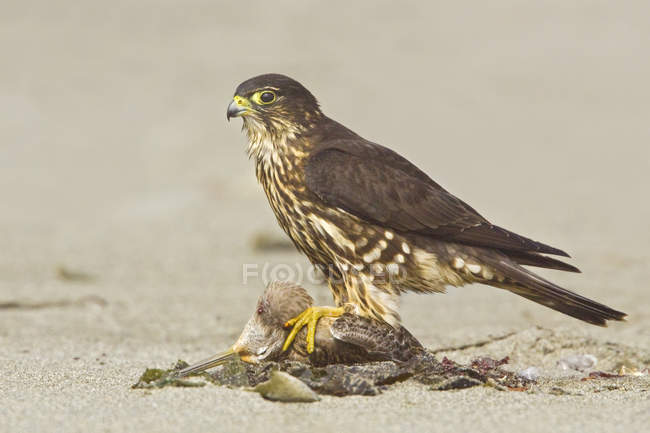 Merlin-Falke hockt am Strand und ernährt sich von Beute, Nahaufnahme — Stockfoto