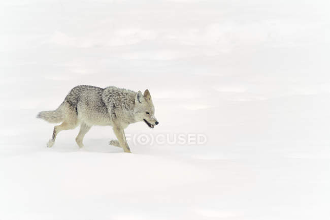Kojote läuft auf verschneiten Ebenen Kanadas, Seitenansicht. — Stockfoto