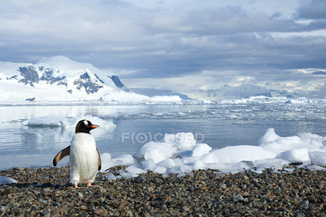 Gentoo penguin walking at seaside of Neko Harbour, Antarctic Peninsula — Stock Photo