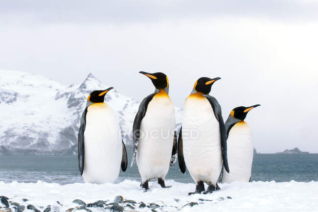 Pingouins royaux rôdant sur la plage enneigée de l'île de Géorgie du Sud, Antarctique — Photo de stock