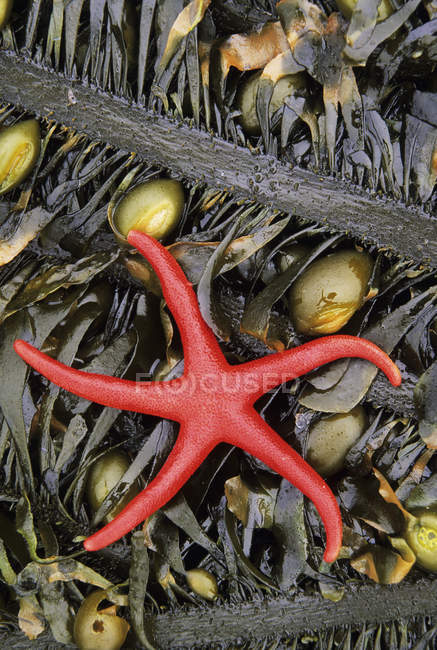 Red sea star on kelp at Botanical Beach, Vancouver Island, British Columbia, Canada. — Stock Photo