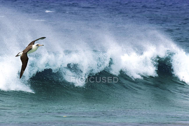 Laysan albatross voando sobre surf oceânico no Havaí, EUA — Fotografia de Stock