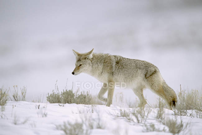 Coyote hunting on snowy plain meadow. — Stock Photo