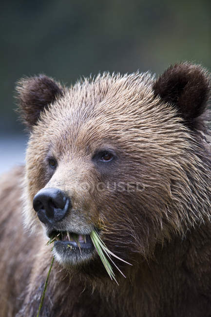 Grizzly bear eating grass, portrait. — Stock Photo