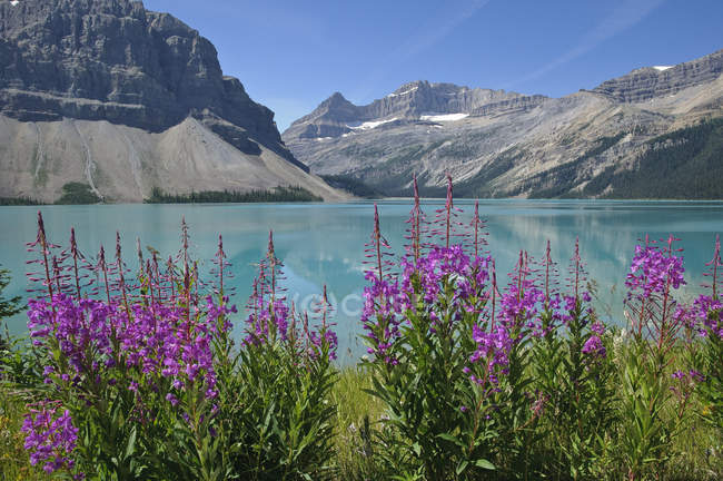 Fiori di Fireweed che crescono presso Bow Lake, Banff National Park, Alberta, Canada — Foto stock