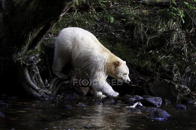 Kermode oso caminando al agua en Great Bear Rainforest of British Columbia, Canadá - foto de stock