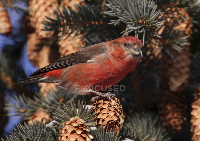 Male red crossbill perched in spruce tree with cones — Stock Photo