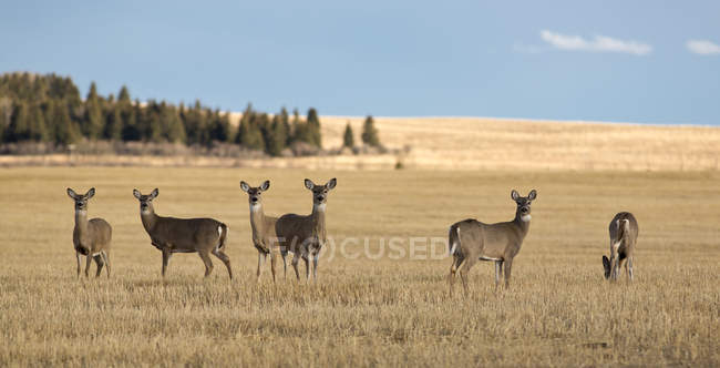 Herd of female Whitetail Deer in plain landscape — Stock Photo