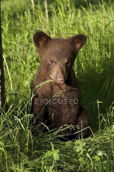 American black bear cub in cinnamon color phase sitting in green grass. — Stock Photo