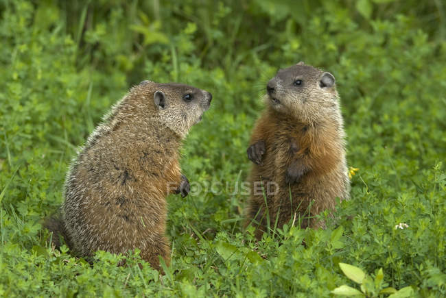 Groundhogs сидить обличчям до обличчя на лапах в зелені влітку луг, Онтаріо, Канада — стокове фото