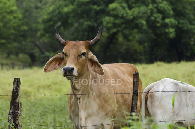 Pâturage de bovins derrière une clôture dans des terres agricoles de la province de Guanacaste au Costa Rica . — Photo de stock