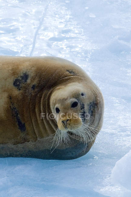 Male bearded seal resting on edge of sea ice, Svalbard, Arctic Norway — Stock Photo
