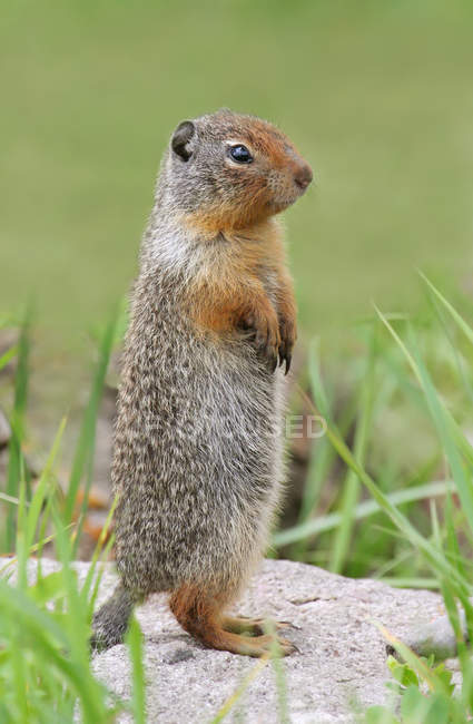 Columbian ground squirrel at burrow at Jasper National Park, Alberta — Stock Photo