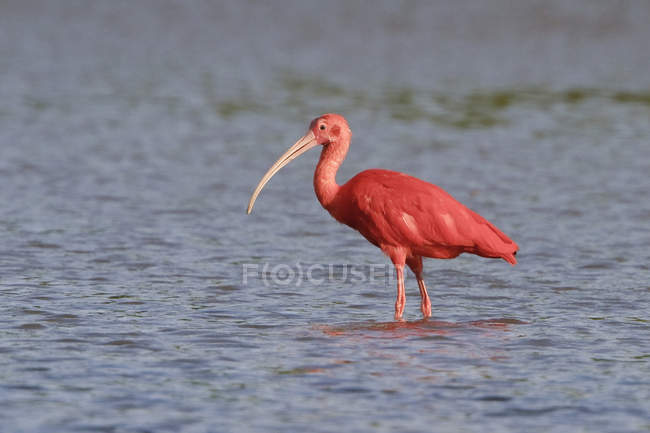 Scarlet ibis alimentando-se em mudflat em Trinidad e Tobago . — Fotografia de Stock