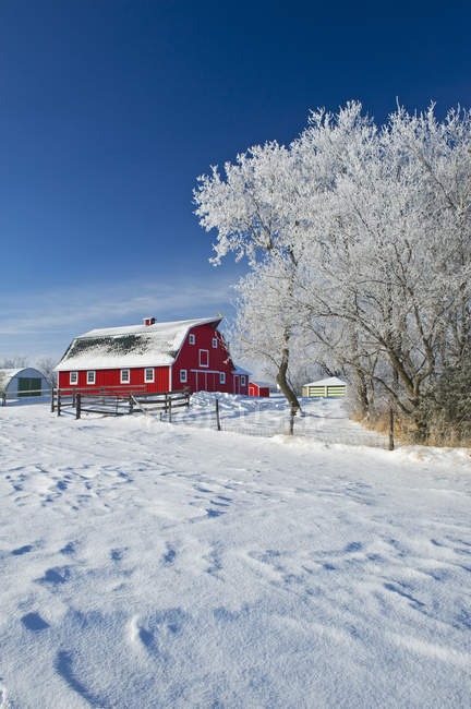 Fienile rosso e alberi ricoperti di gelo nei pressi di Beausejour, Manitoba, Canada — Foto stock
