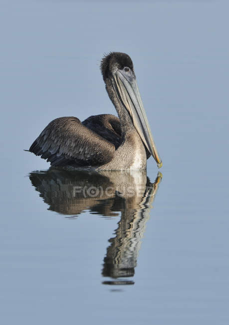 Pélican brun nageant dans l'eau avec réflexion — Photo de stock
