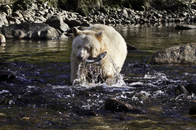 Kermode bear with fish catch in Great Bear Rainforest, British Columbia, Canada — Stock Photo