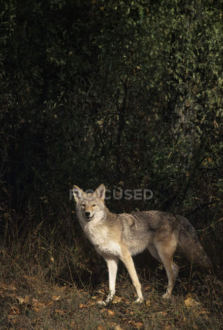 Coyote in piedi nel bosco e guardando in macchina fotografica . — Foto stock