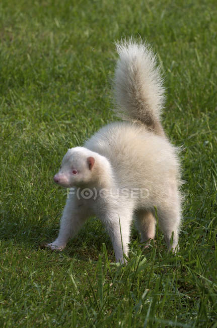 Albino striped skunk with pink eyes in defensive position — Stock Photo