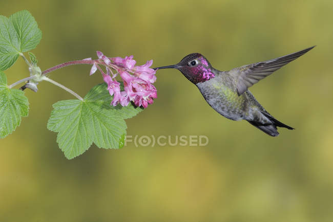 Male Anna Hummingbird flying and feeding at flower, close-up. — Stock Photo