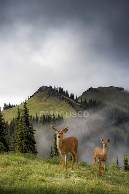 Cervos de cauda preta pastando na nebulosa Blue Mountain, Olympic National Park, Washington, EUA — Fotografia de Stock
