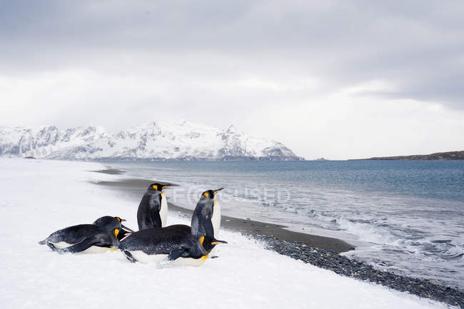 Königspinguine bummeln am schneebedeckten Strand der Insel Südgeorgien, Antarktis — Stockfoto