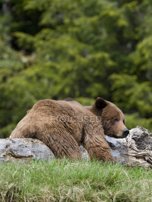 Grizzly orso appoggiato su tronco di legno in prato verde . — Foto stock