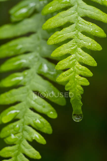 Polypodium glycyrrhiza helecho hojas con gotas de lluvia, primer plano - foto de stock