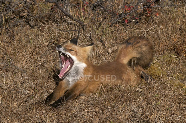Yawning and stretching wild red fox in dry field. — Stock Photo