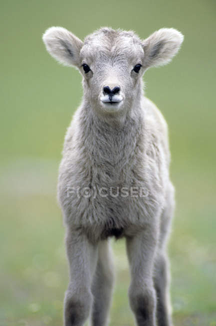 Vista frontal do cordeiro de ovelha bighorn olhando na câmera ao ar livre . — Fotografia de Stock