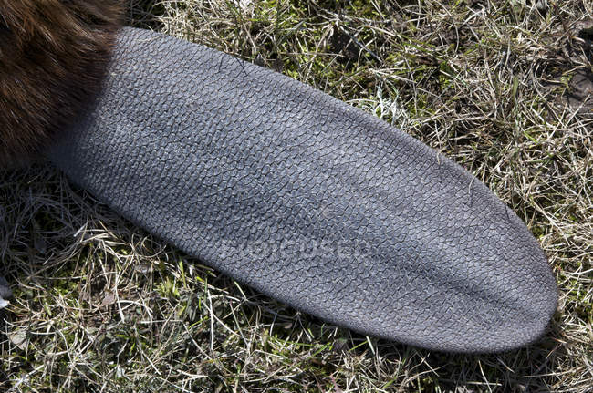 Gros plan de la queue du castor sur l'herbe sèche . — Photo de stock