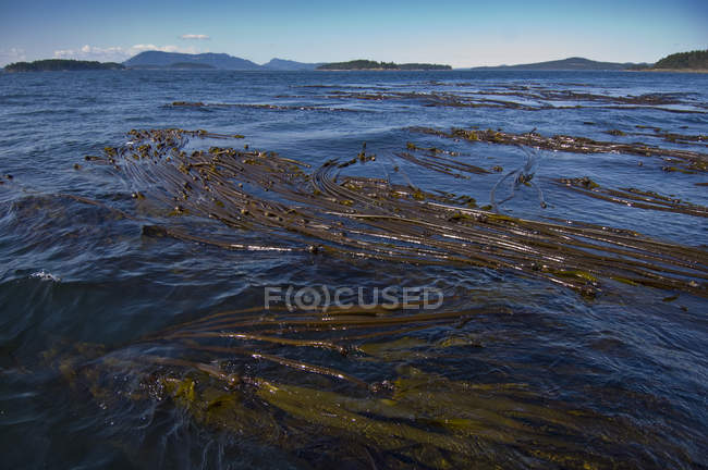 Bull kelp in Haro Strait, Sidney, British Columbia, Canada — Stock Photo
