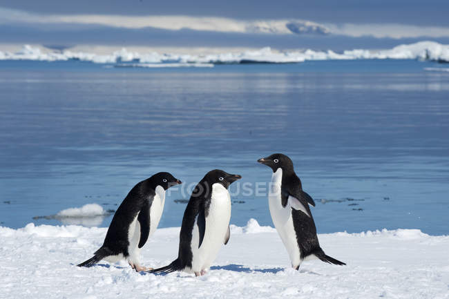 Pingüinos Adelie holgazaneando en el borde del hielo por el agua, Isla Petrel, Península Antártica - foto de stock